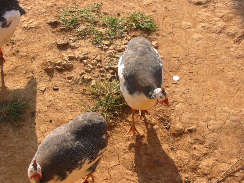 galinhadangola.jpg