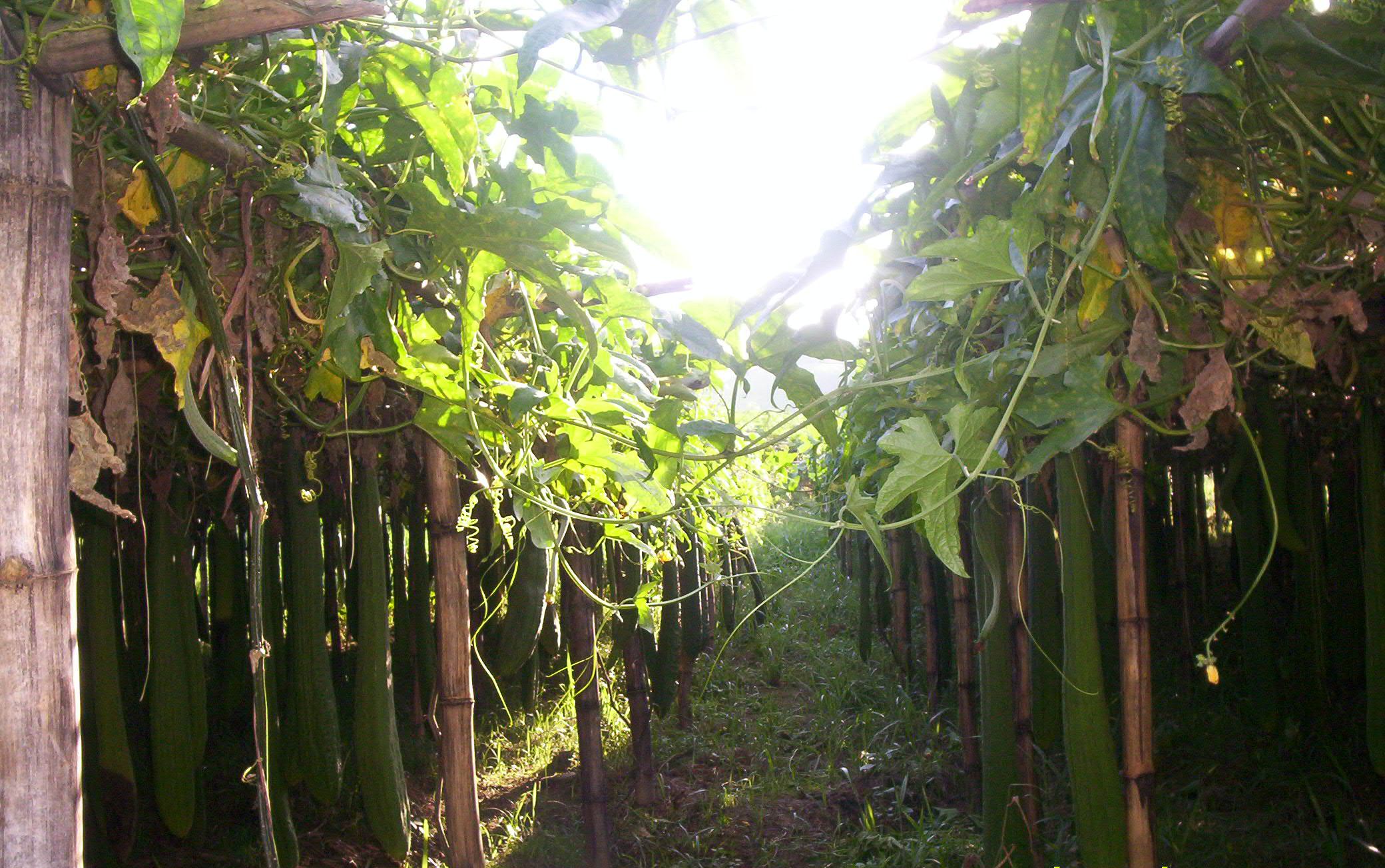 planta bucha