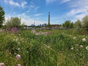 Toronto CN Tower looking north