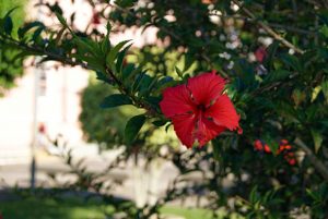 Hibiscus Plant - Red Flowers