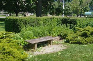 a Wooden Bench surrounded by green wall 