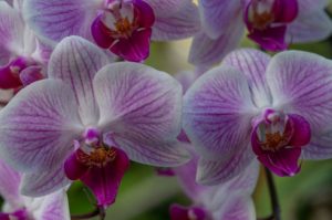 Doritaenopsis plant with beautiful pink and white flowers
