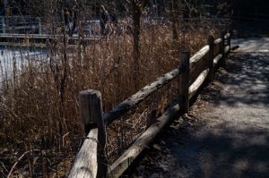 Wooden fence and dried vegetation 