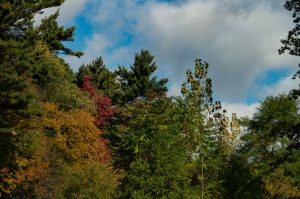 Trees - Autumn colours 