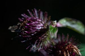 Purple flower macro