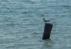 Common tern resting on a post in the water