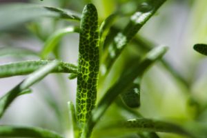 Rosemary - Rosmarinus officinalis