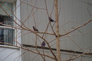 Birds on tree branches