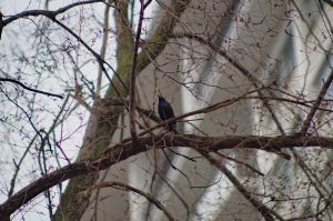 Black bird on tree branches - Common Grackle