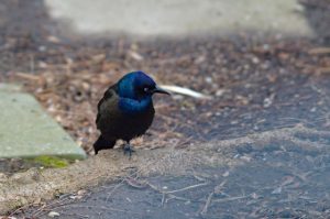 Common grackle standing on one foot