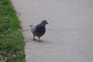 Urban Fauna - Curious Pigeons