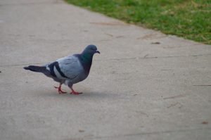 Urban Fauna - Curious Pigeons
