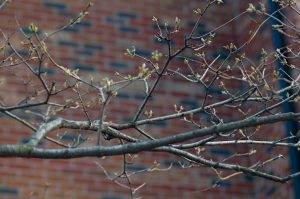 Tree branches - buds 