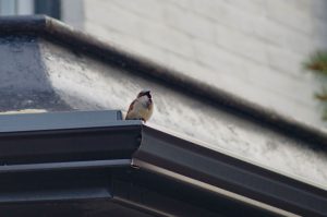 Nature - Birds - Finch