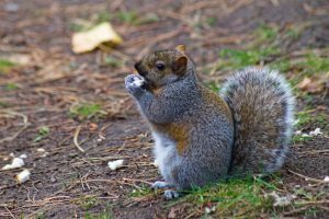 City Parks - Gray Squirrel Eating