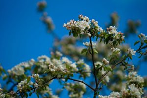 European Crab Apple - Malus Sylvestris