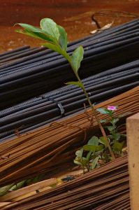 Resilience - Flower - Construction