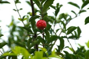 Acerola Plant – Malpighia Emarginata – Red Acerola Cherry