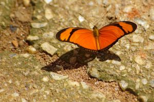 Insects - Butterfly - Dryas Iulia - Papilionoidea