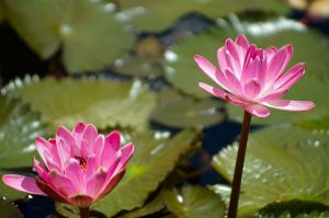 Pygmy Water Lily - Pink