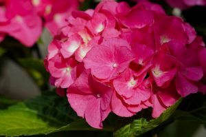 Hydrangeas - Pink Flowers