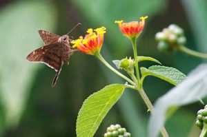 Insects - Hawk Moths - Mariposa - Brown