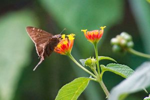 Insects - Hawk Moths - Mariposa - Brown