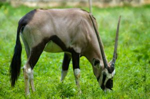 Animal - Gemsbok - South African oryx (Oryx gazella)