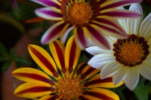 Gazania Flower - Yellow and White Flowers