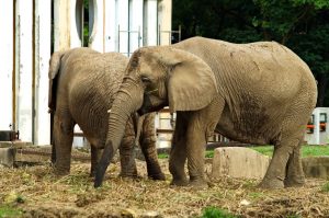 Wild Animals - Elephants