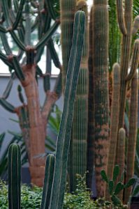 Flora -  Cactus Plant