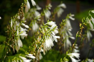 Flora - Hosta Siedoldiana - Flowers - White