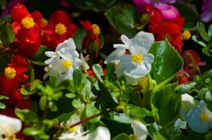 Flora - White and Red Flower Arrangement 