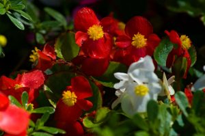 Flora - White and Red Flower Arrangement