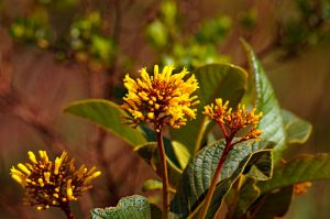 Flora - Cerrado Vegetation - Palicourea Rigida - Yellow Flowers