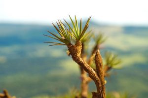 Flora - Cerrado Vegetation - Serra da Piedade