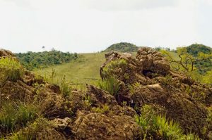 Flora - Cerrado Vegetation - Serra da Piedade