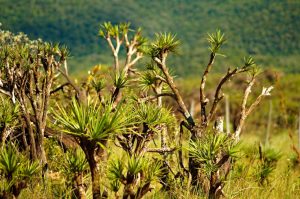 Flora - Cerrado Vegetation - Serra da Piedade