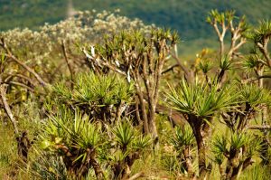 Flora - Cerrado Vegetation - Serra da Piedade