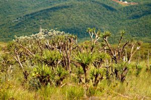 Flora - Cerrado Vegetation - Serra da Piedade