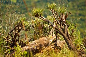 Serra da Piedade - Vegetation