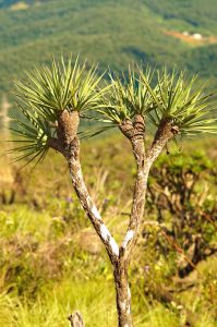 Serra da Piedade - Vegetation 
