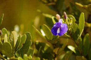 Serra da Piedade - Purple Wildflower