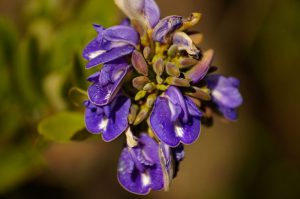 Serra da Piedade - Purple Wildflower