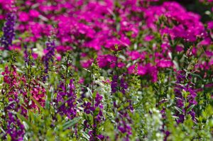 Flora - White and Purple Flowers