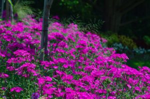 Flora - Purple Flowers