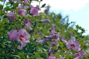 Flora - Hybiscus - Pink Flowers