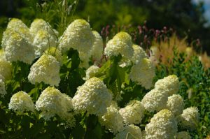 Flora – White Hydrangea Flowers