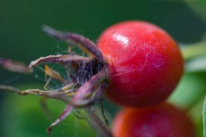 City Parks - Rose Hip Fruit - Red - Macro