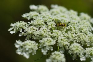 Wild Carrot Plant  with White Flowers - Orange Ladybug